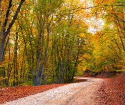 Doğa Duvar Kağıdı Orman Yolu