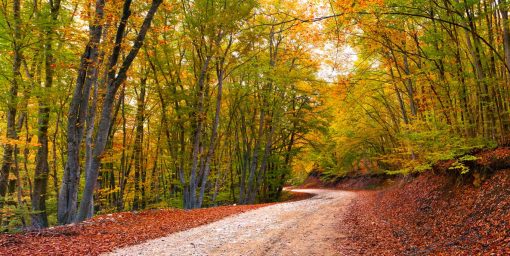 Doğa Duvar Kağıdı Orman Yolu