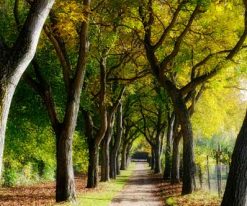 Doğa Duvar Kağıdı Ağaçlı Yol